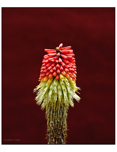 Red Hot Poker