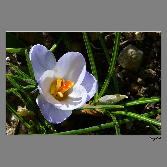 Crocus