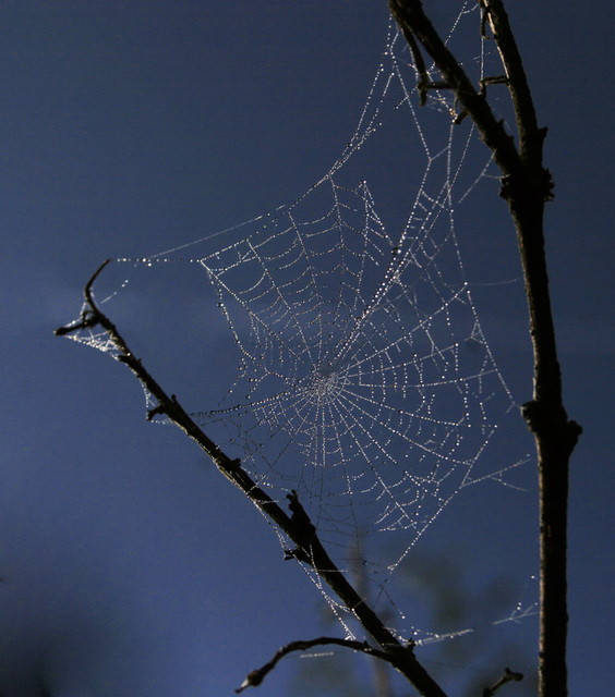 belle de nuit...