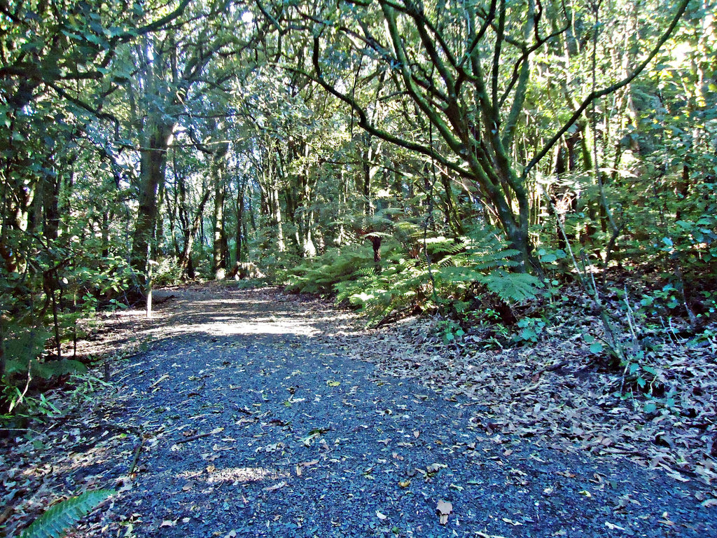 Tree-lined path