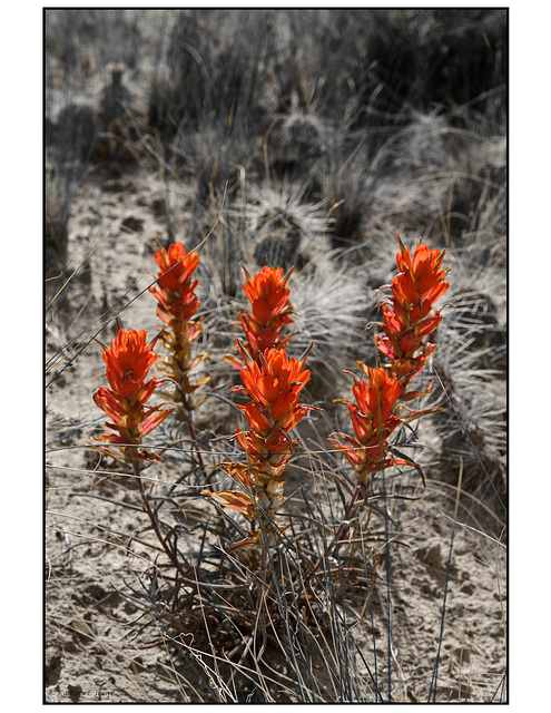 Indian Paint Brush