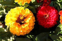BON SAMEDI A TOUS*** BON SAMEDI A TOUS***