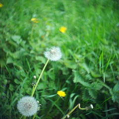 Dandelion