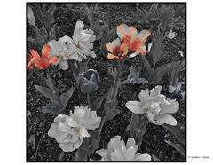 Chateau Whistler golf course flowers Chateau Whistler golf course flowers