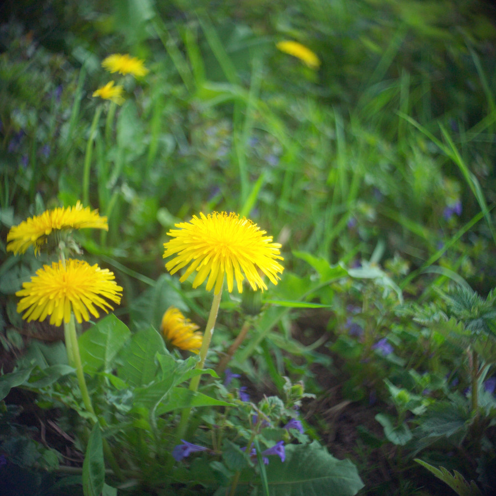 Dandelions