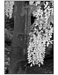 Arbor in black and white