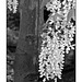 Arbor in black and white