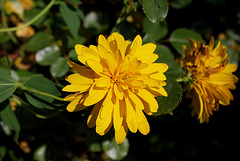 Rudbeckia laciniata double 'Golden Glow'