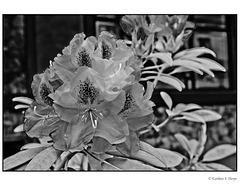 Whistler Rhododendron