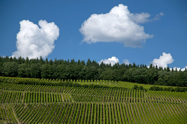 Weinberg bei Kiedrich im Rheingau