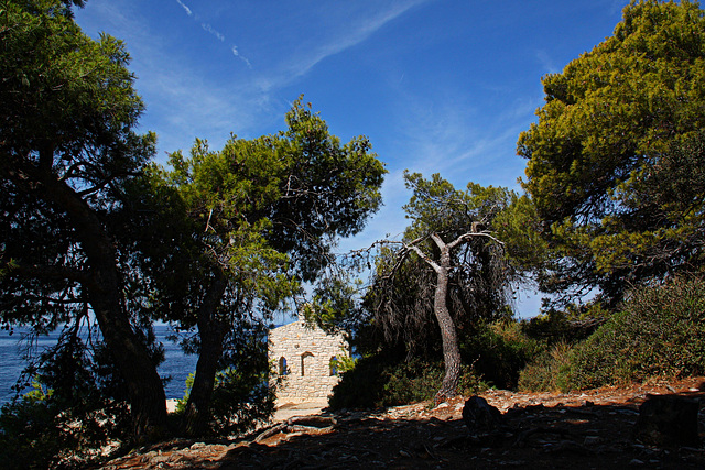 A l'ombre de mon arbre . . .