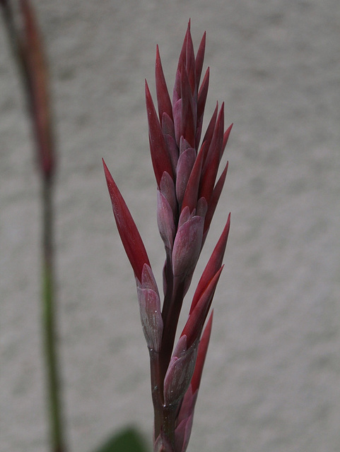 Canna indica (2)