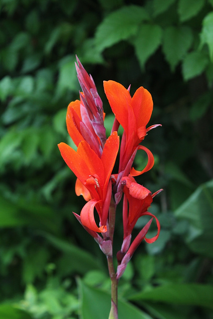 Canna indica (3)