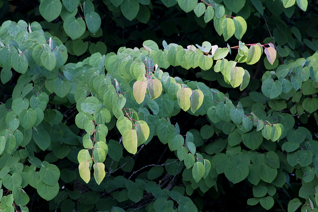 Cercidiphyllum japonicum