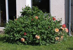 Dahlias