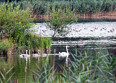Familie Schwan