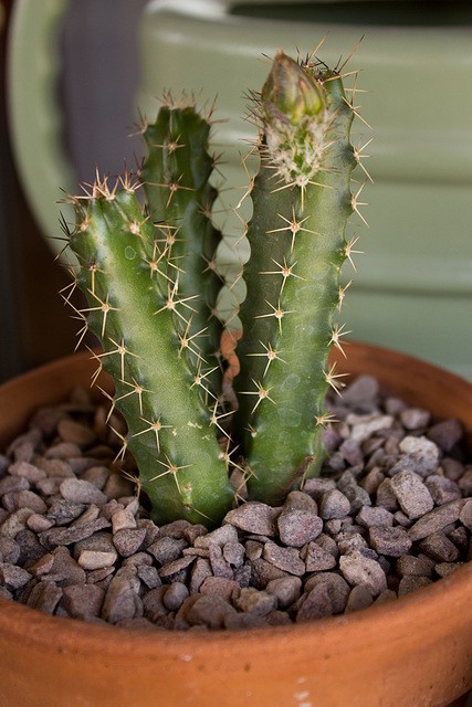 Ladyfinger (Echinocereus pentalophus)