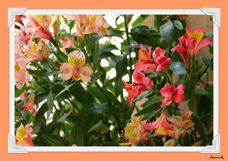 "Alstroemerias" ou lis des Inca ou lis du Pérou
