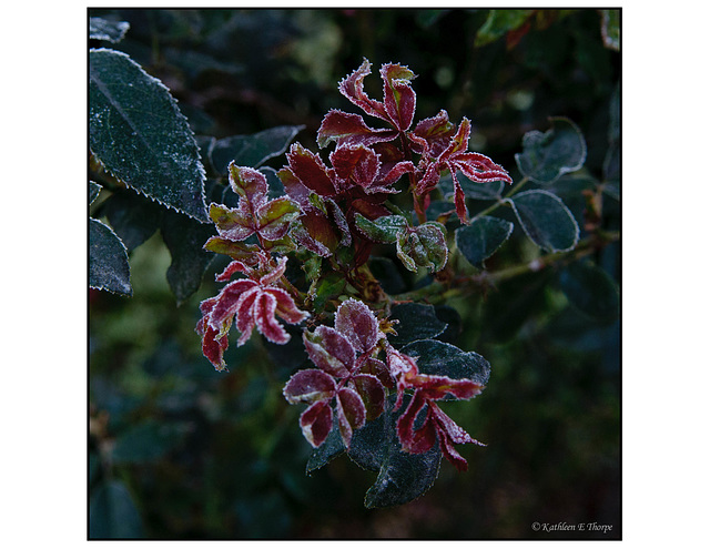 Ice Encrusted Knockout Rose Leaves