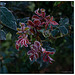 Ice Encrusted Knockout Rose Leaves