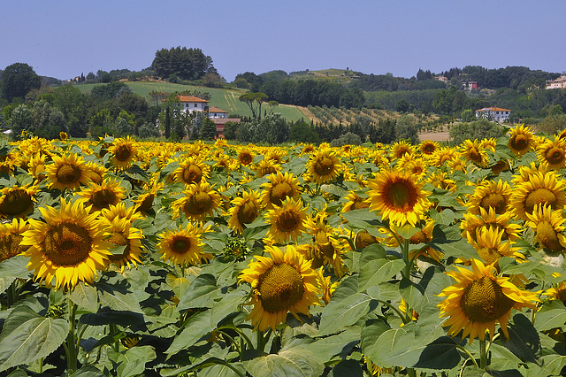 Toskana Sonne