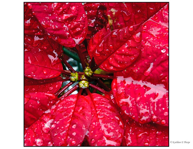 Poinsettia in the Rain