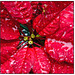 Poinsettia in the Rain