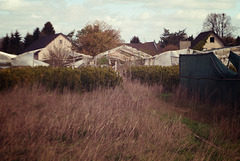 Abandoned greenhouses