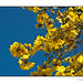 Tabebuia Tree contrasted with Blue Sky