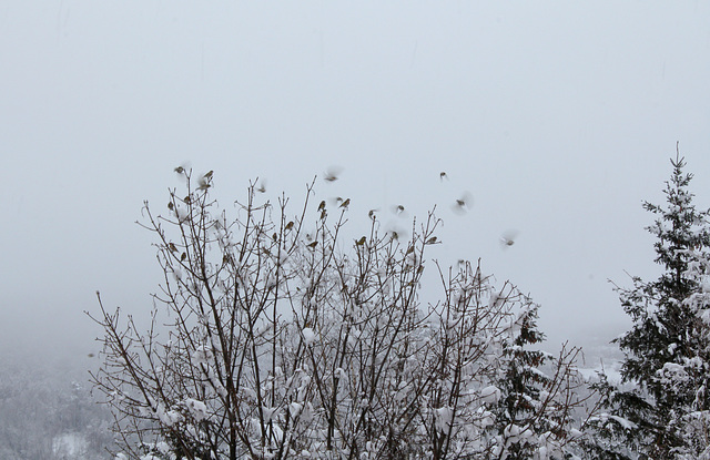 Arbre à oiseaux