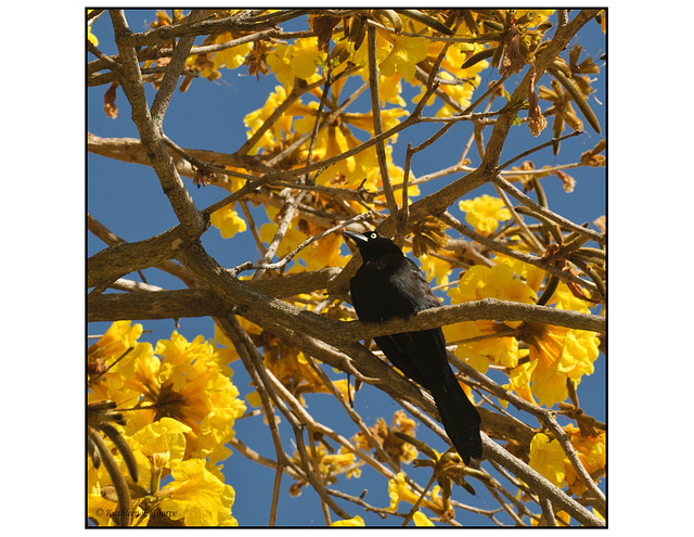 Starling Sitting in the Tabebuia Tree