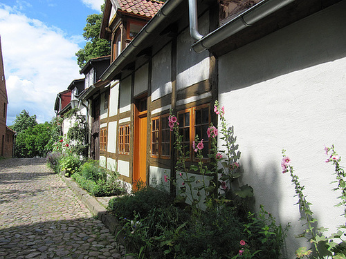 Stockrosen