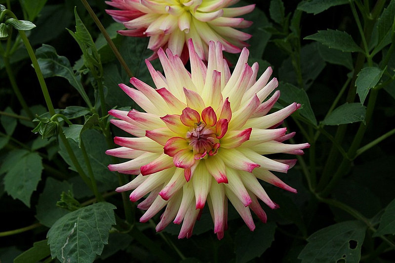 Dahlia cactus