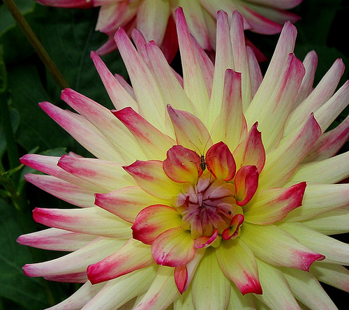 Dahlia cactus