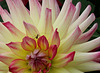 Dahlia cactus