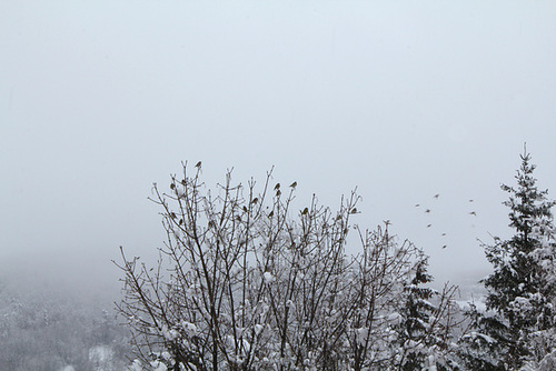 Arbre à oiseaux