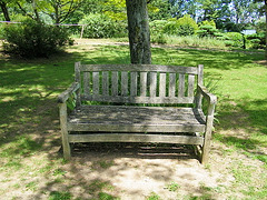 Encore un banc, un arbre et...la verdure...