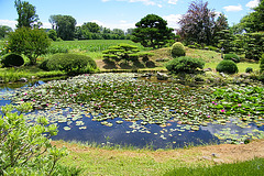 Etang aux nénuphars