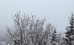 Arbre à oiseaux