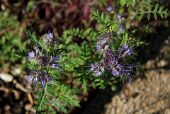 Phacelia tanacetifolia