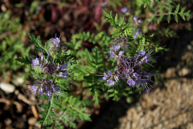 Phacelia tanacetifolia Phacelia tanacetifolia