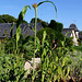 Sorghum bicolor = Sorghum vulgare-Sorgho à balai (2)