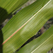 Sorghum bicolor = Sorghum vulgare-Sorgho à balai (5)