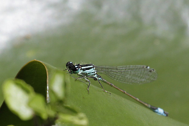 Agrion élégant