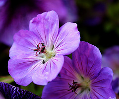 DUO POUR UNE BELLE SEMAINE A TOUS *** DUO POUR UNE BELLE SEMAINE A TOUS ***