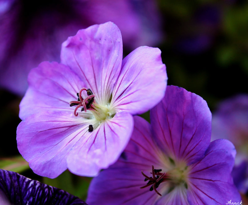 DUO POUR UNE BELLE SEMAINE A TOUS ***