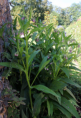 Symphytum officinalis , Consoude- Jardin potager (2)