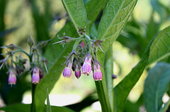 Symphytum officinalis , Consoude - Jardin potager