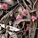 Eucalyptus leucoxylon ssp. leucoxylon blossom strew