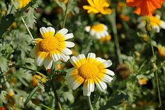 Chrysanthemum coronarium var. discolor